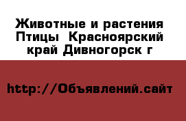 Животные и растения Птицы. Красноярский край,Дивногорск г.